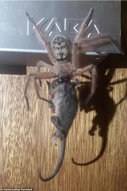 澳洲的蜘蛛有多恐怖呢?