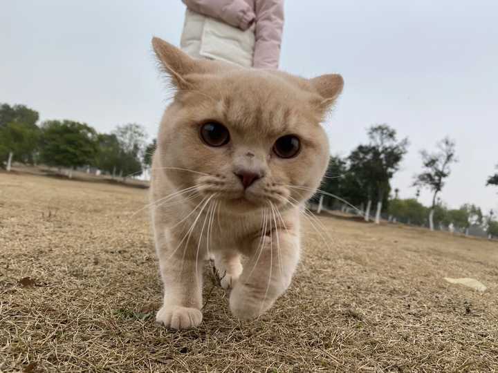 你们的橘猫都是哪里来的?