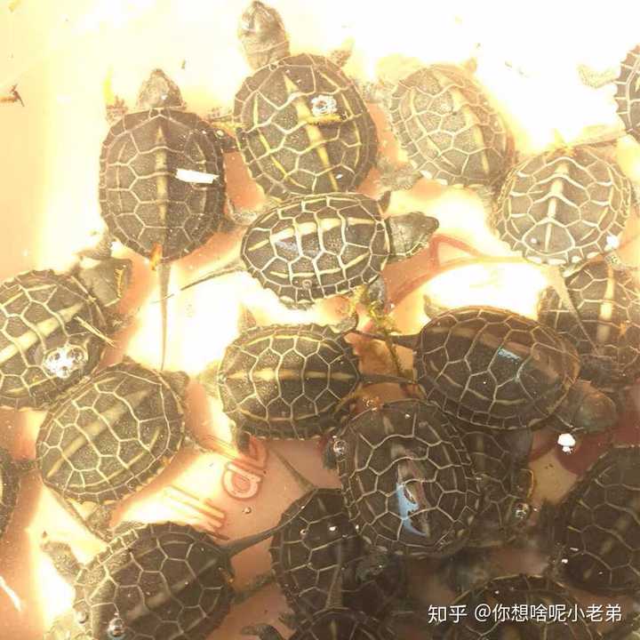 淘宝上5块钱的草龟苗跟20块的草龟苗有什么区别?