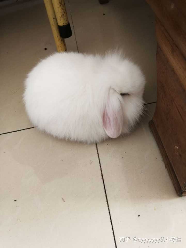 请问一下,兔兔睡觉的姿势是什么样子的?