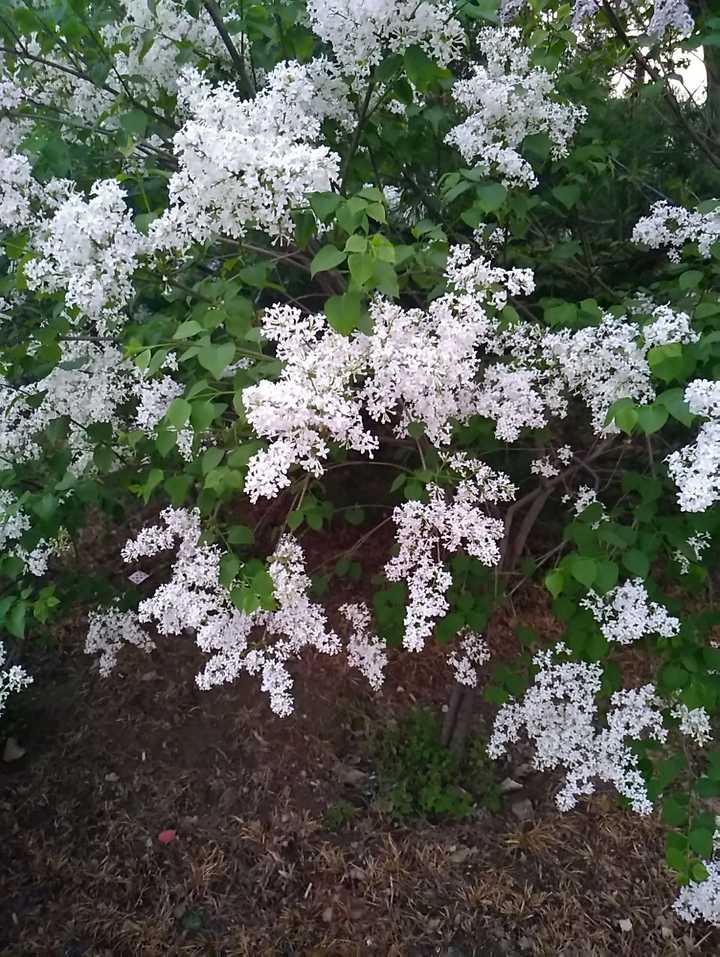 石楠花闻起来有精液的味道,为什么很多学校种石楠花?