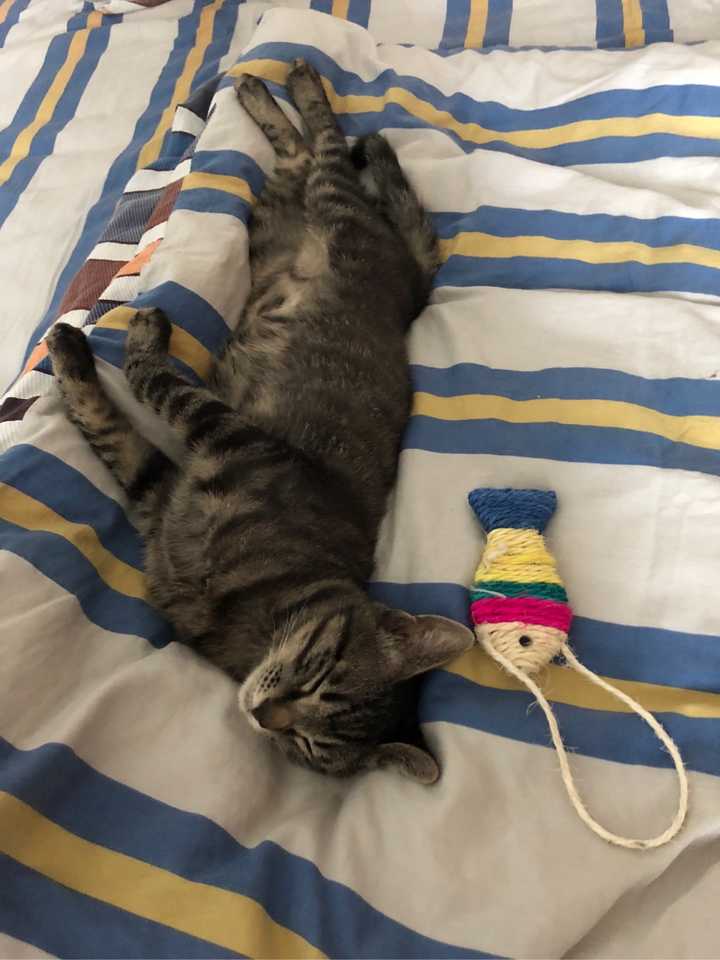 猫知道人在睡觉吗?