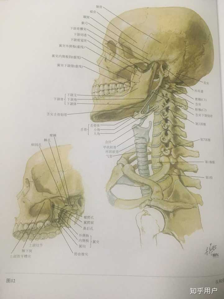 刚开始学系解,学到颅骨那里,感觉有点搞不清蝶骨和筛骨的位置,名词