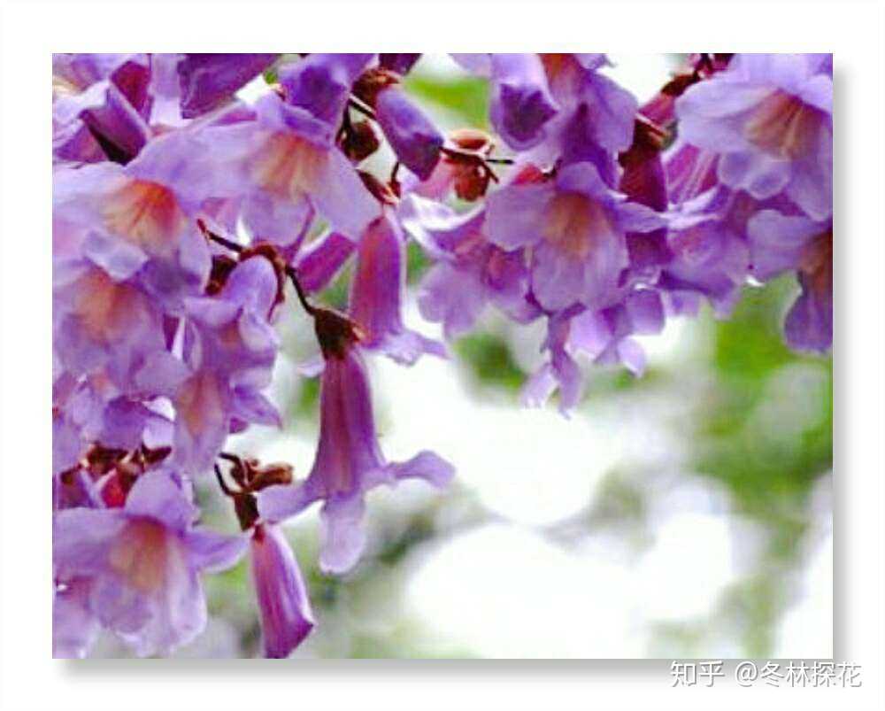 梧桐花,8月27日的