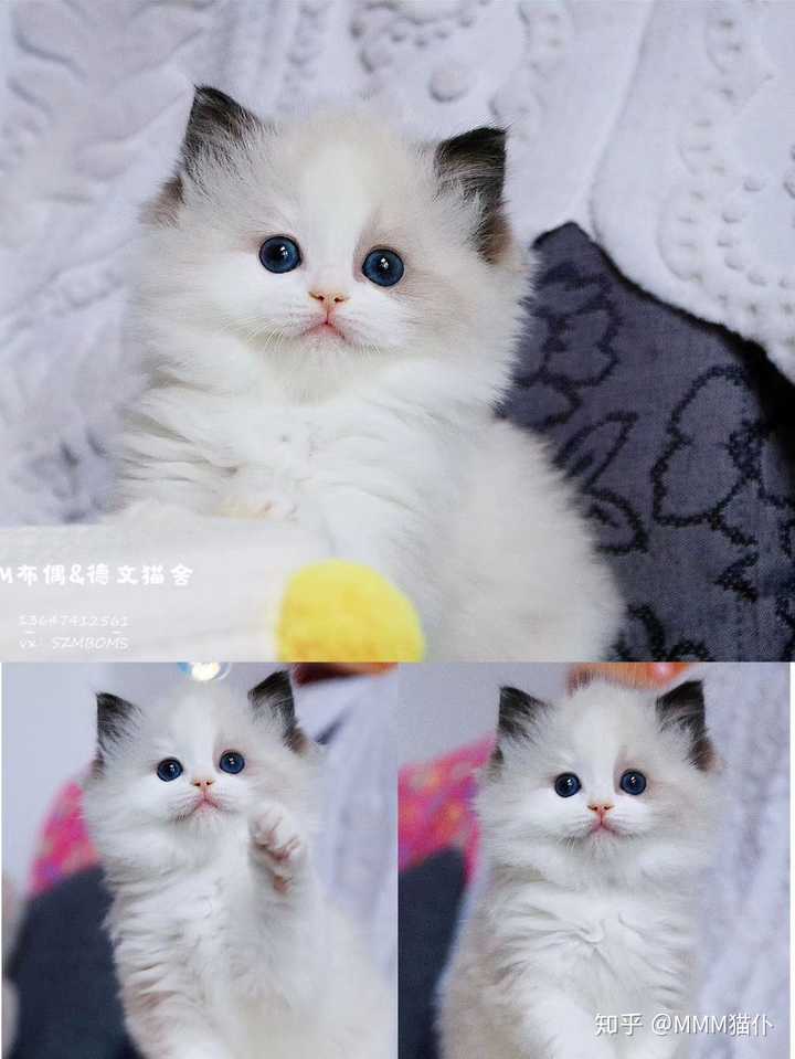 北京哪里有可以上门选购的布偶猫舍呢?