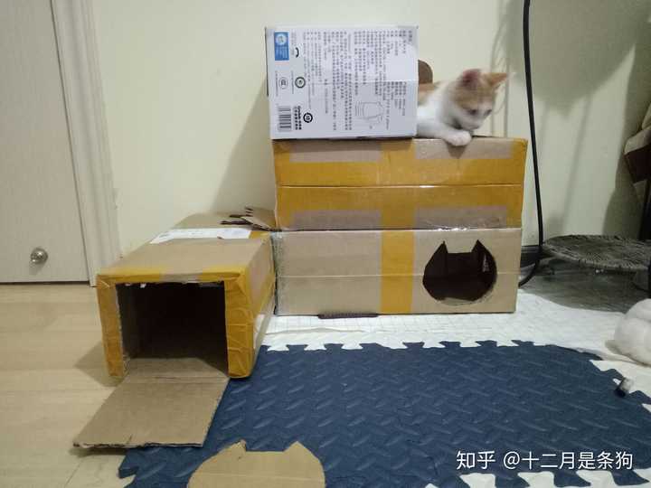 如何用废旧纸箱给猫做猫窝或者猫爬架