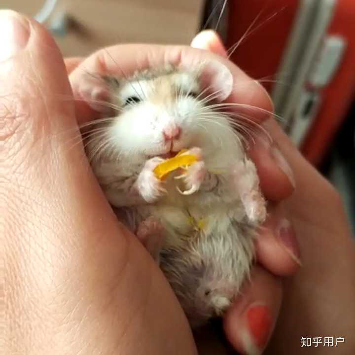 仓鼠认识主人吗?