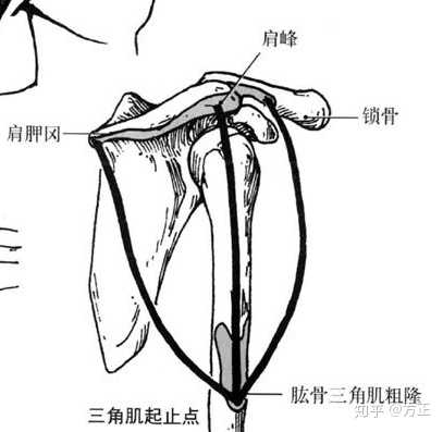 从人的背面看三角肌