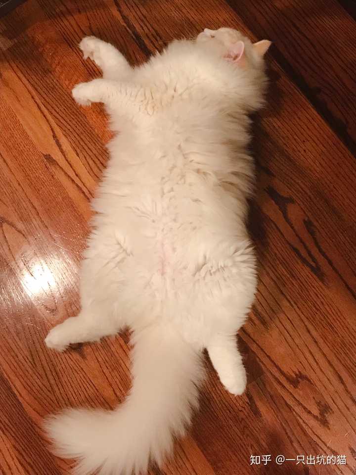 有哪些值得分享的布偶猫照片?