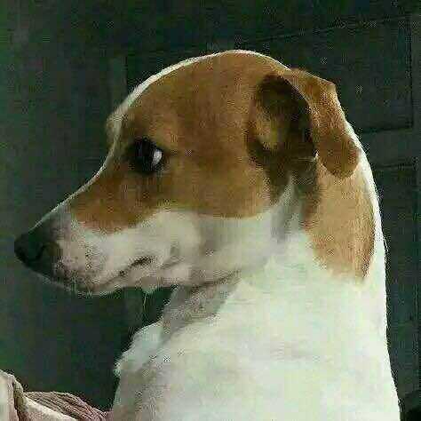有没有男朋友不是人的情侣头像啊?