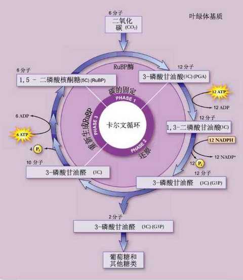 每个生命体,都有属于自己的传说,卡尔文循环就是其中的一个.