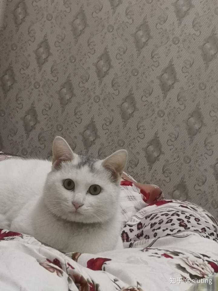 想给田园猫发腮该怎么做?