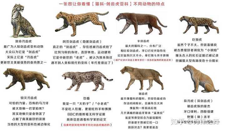 而我们家的猫主子,猞猁,猎豹这些属于猫亚科,剑齿虎亚科则在猫亚科豹