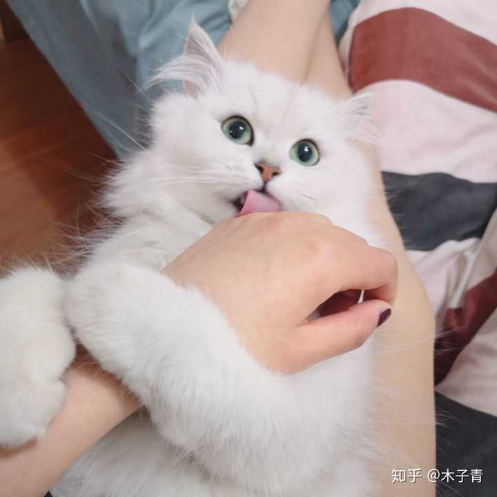 猫真的养不熟吗?