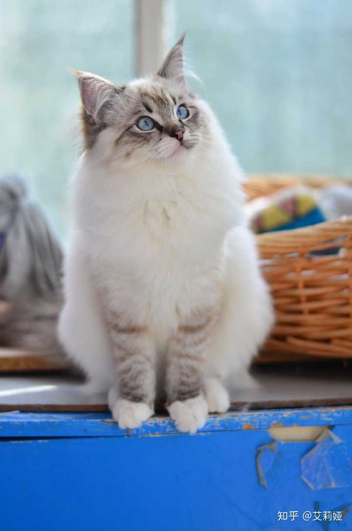 海豹山猫手套色布偶猫