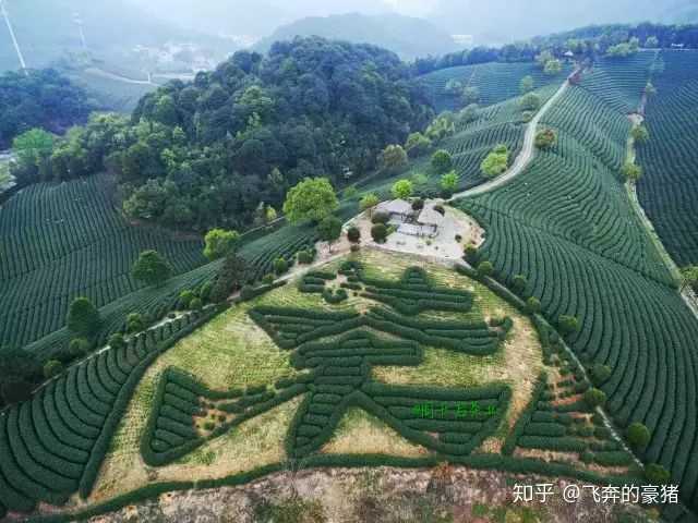 在茶王之乡,红色土地,信阳毛尖的主产地河南省信阳市浉河区浉河港镇