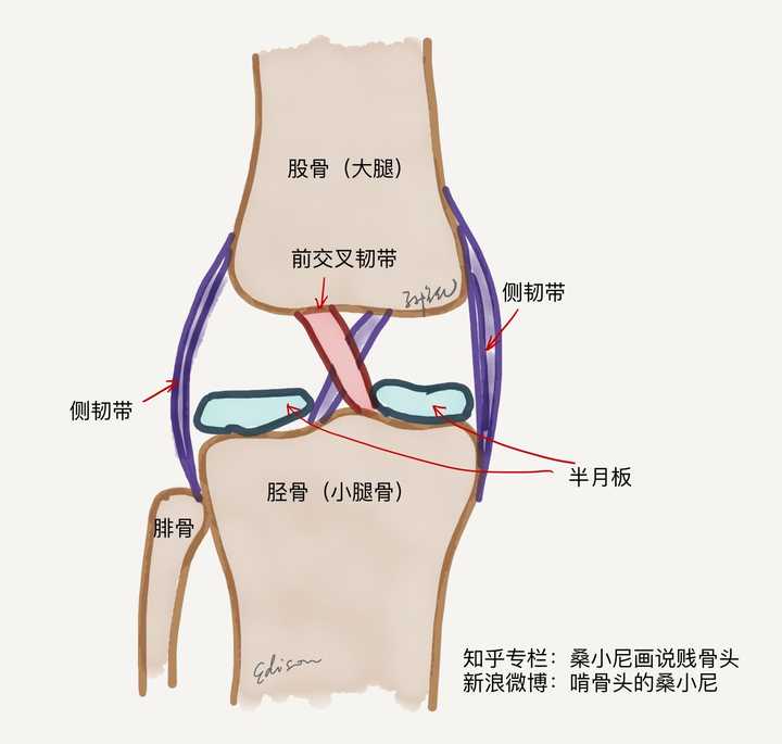 前十字韧带一端连接着小腿胫骨的前侧,另一端连着大腿股骨的后侧,韧带