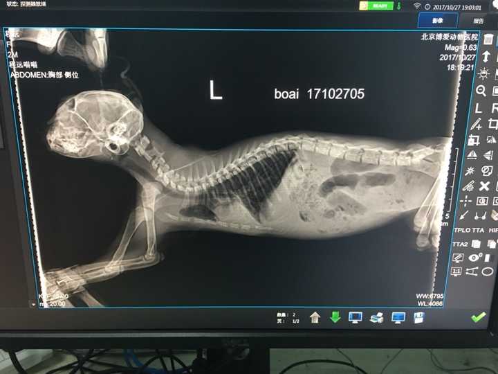 各位爱猫的同志来看看我们家喵喵的x光片诊断一下
