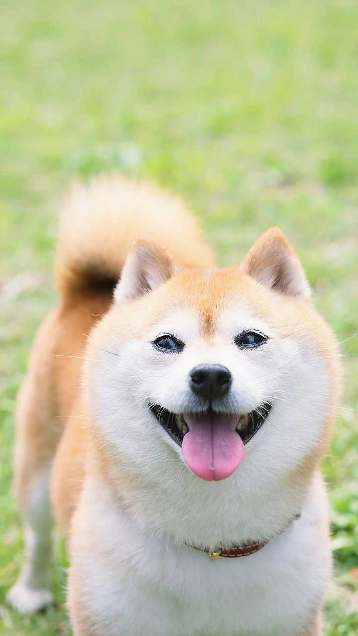 你收藏了哪些柴犬萌萌哒图片?