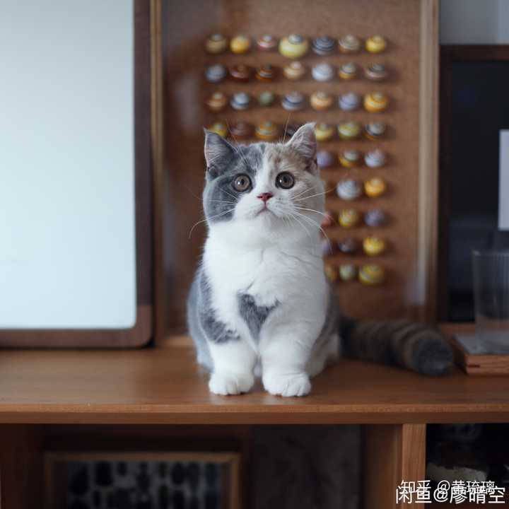 想养猫,什么品种好?