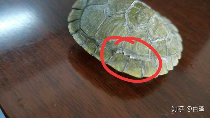 乌龟壳蜕壳?