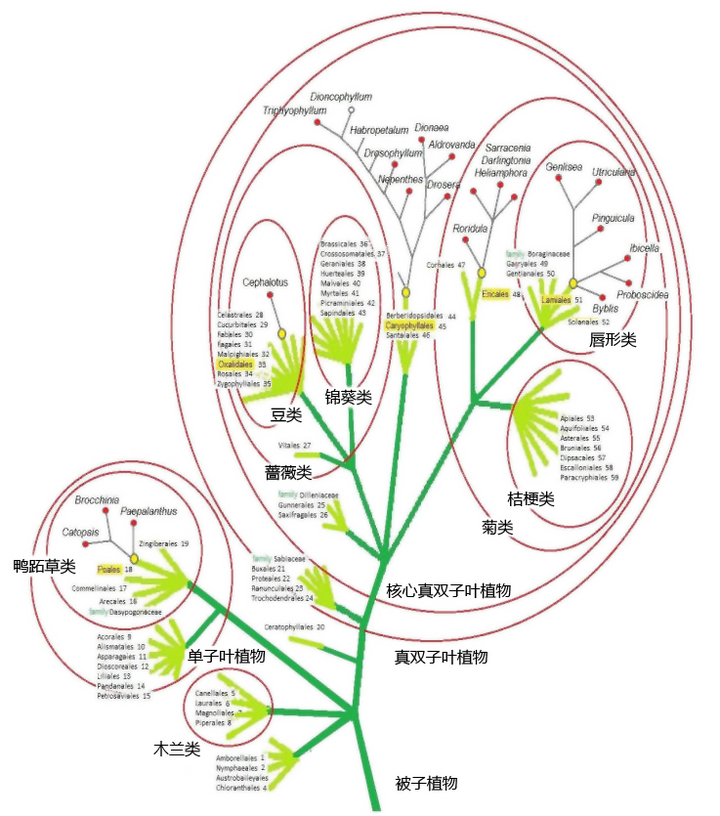 从进化上来看,最早使用「花」作为生殖器官的植物是什么?