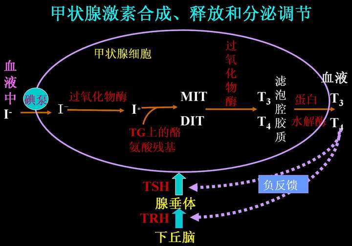 因此过高的甲状腺素会导致trh和tsh这些促甲状腺素的激素分泌减少