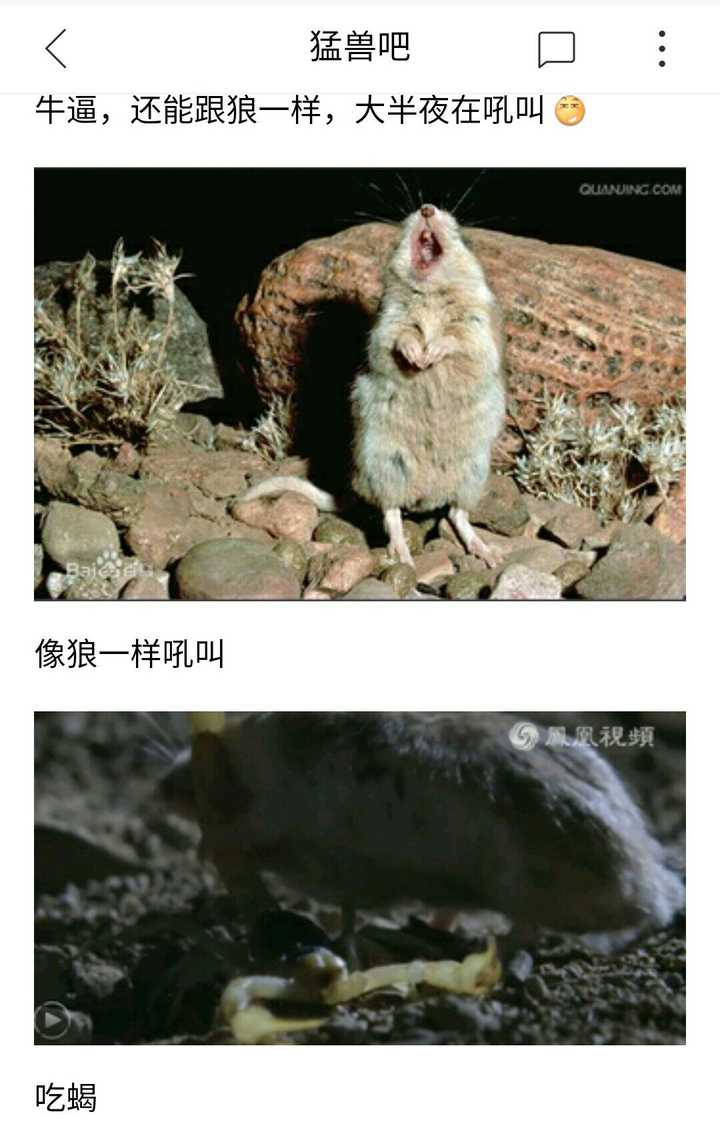 美洲大陆上有一种很有意思的鼠类,叫食蝗鼠.