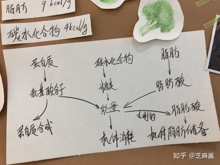 碳水,脂肪 他们都会变成你身体的能量 能量用不完的时候,就转化为脂肪