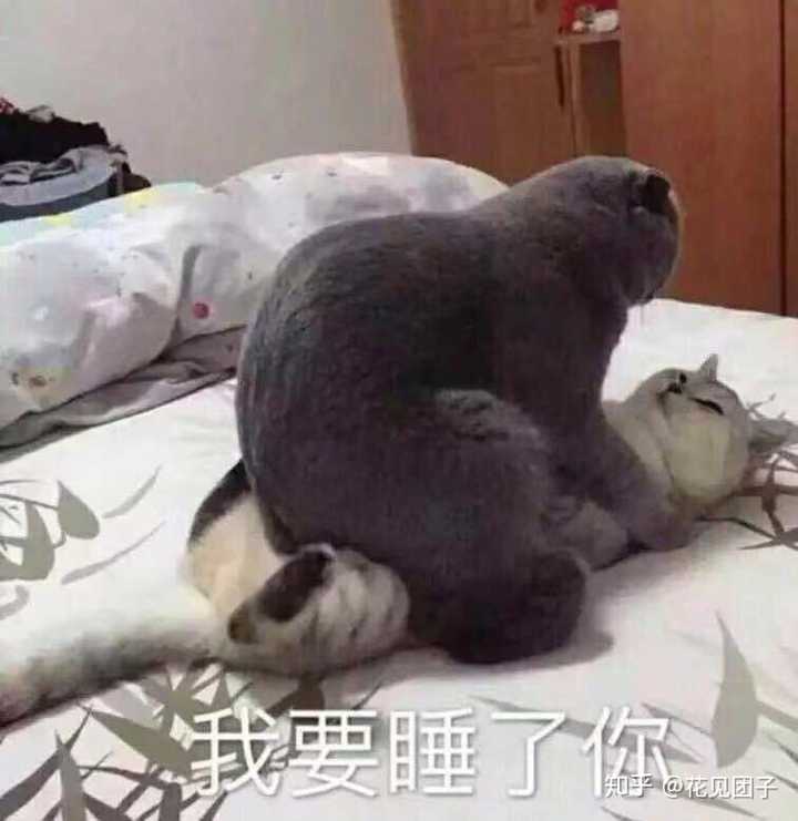 有什么好玩的表情包?