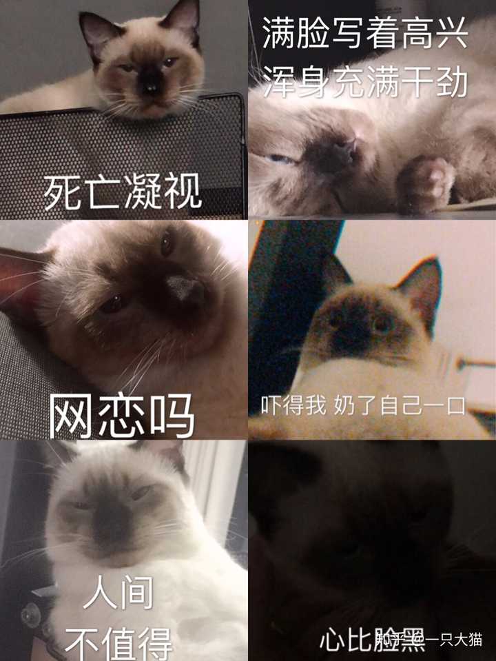 我这个人 还是 很大度的 除了做一些全能的表情包 我简直 人
