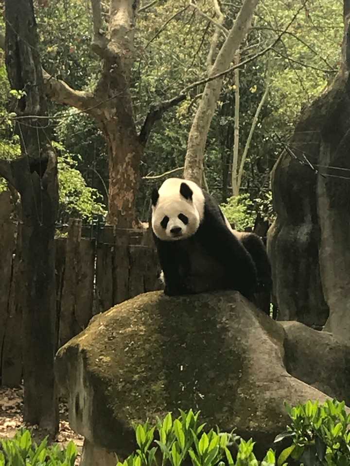 大熊猫能单挑藏獒么?