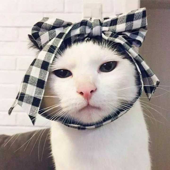 有什么猫狗的情侣头像?