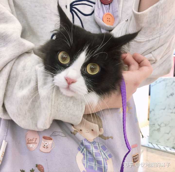一只奶牛猫要多少钱……?