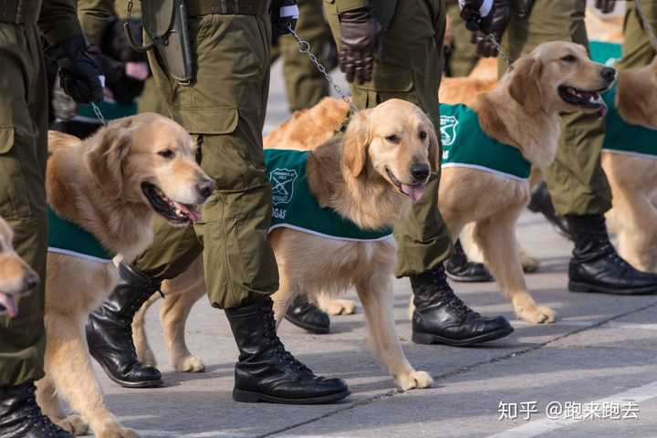 为什么金毛不能加入警队