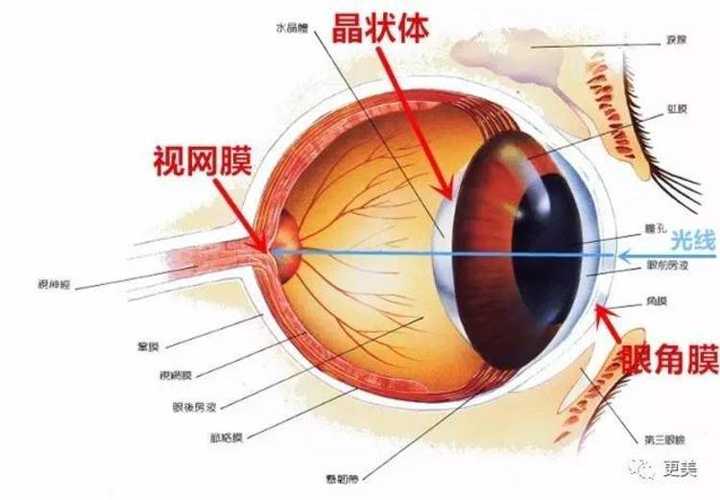 眼角膜,发生不同角度的折射,最后会汇聚在一点上,也就是成像的位置