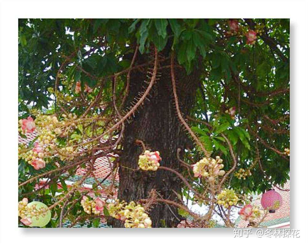 菩提花,10月6日的