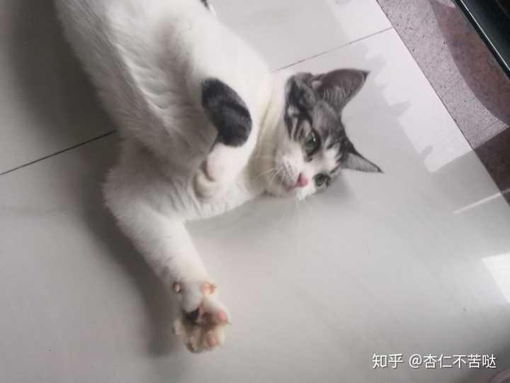 猫咪一直地上打滚是怎么回事?