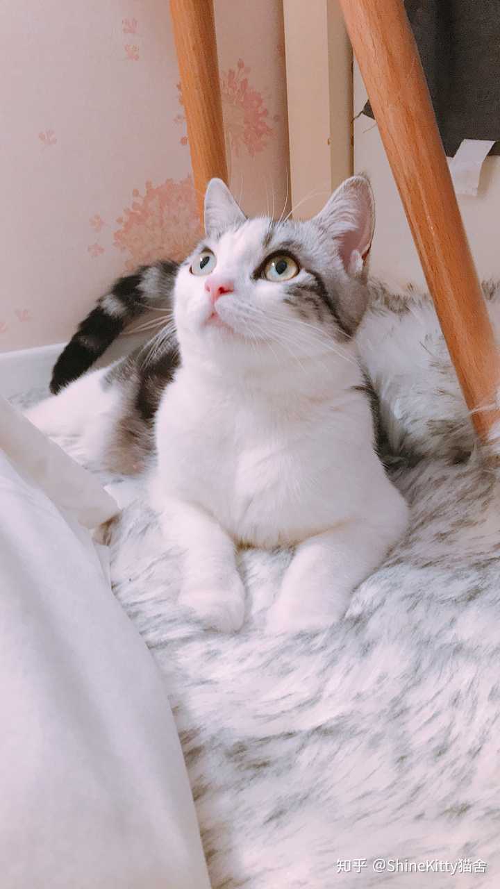 你家的猫都有哪些骚动作?