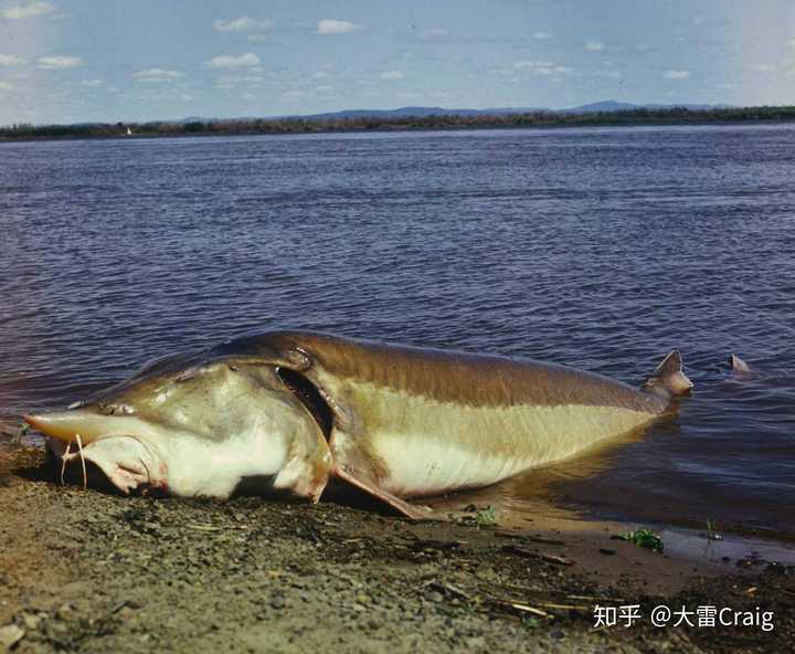 什么是「鲟鳇鱼,分布区域有哪些?