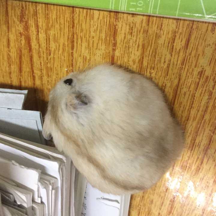 仓鼠可以胖到什么程度?