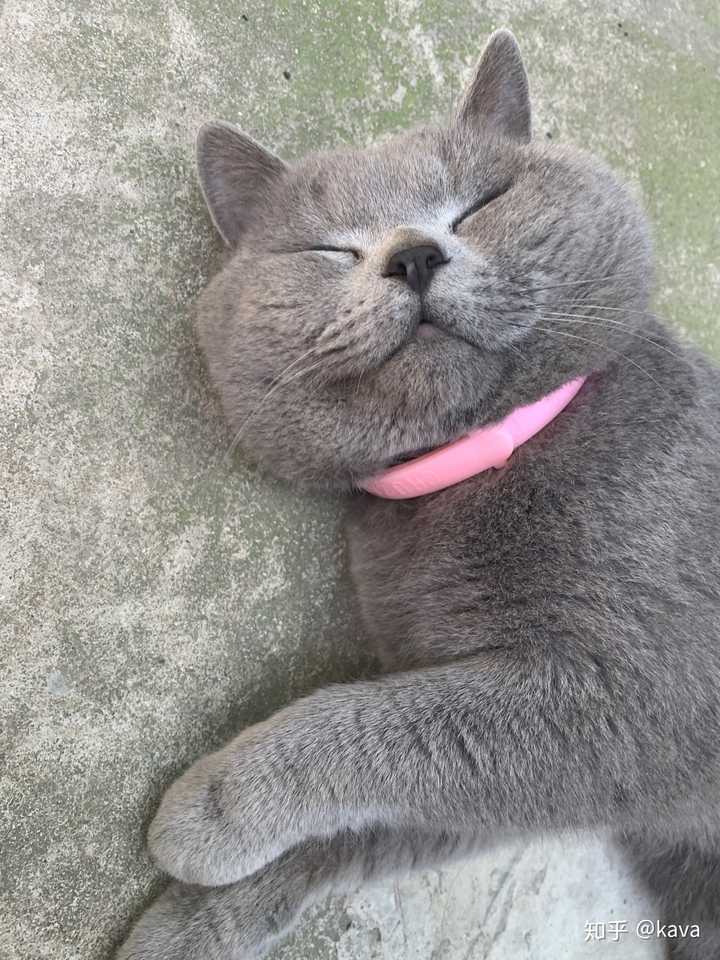 为什么说蓝猫是最不值钱的猫?