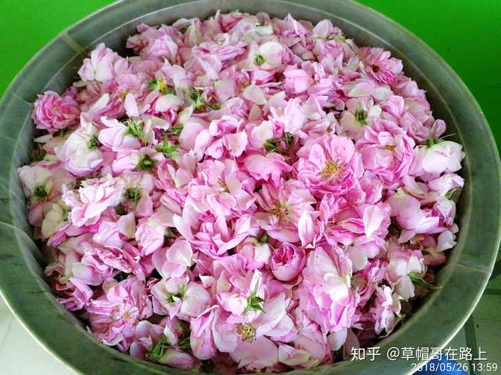 新鲜的大马士革玫瑰花(2018年5月)