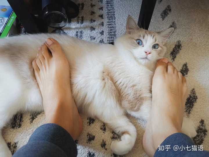 你的猫为了迁就你,养成了哪些习惯?