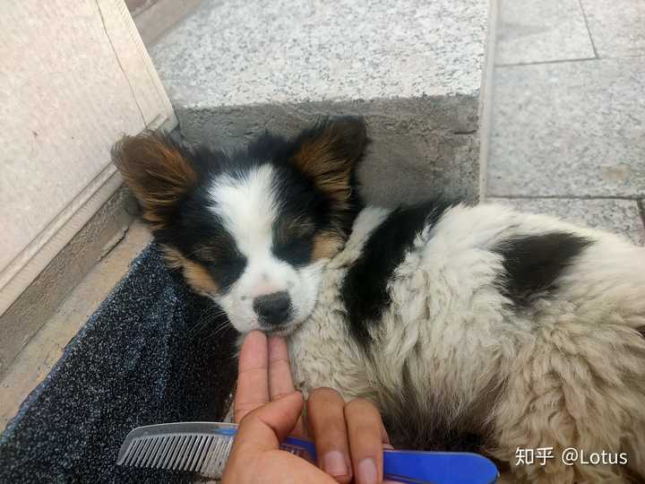 卖家说是边牧混血,我看着像是蝴蝶犬混血