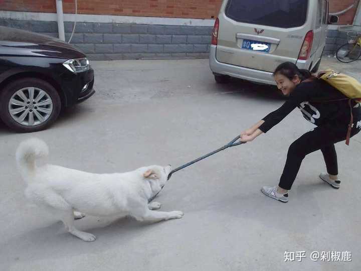 小个子女生能养大型犬吗?