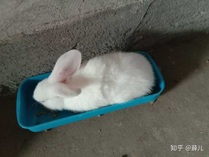 买一只兔子要多少钱以及后面的开销