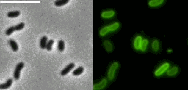 你曾经被哪些自己所学专业的鬼畜知识震惊过
