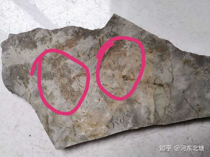 这是什么化石,像是很多小蠕虫?