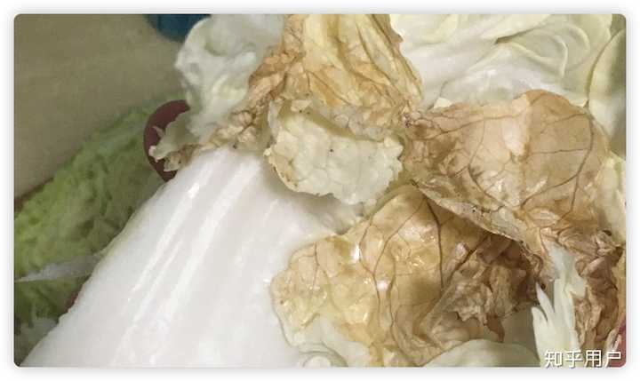 烂白菜
